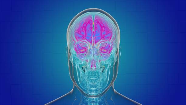 istock Human brain anatomy for medical concept 3D 1453806887