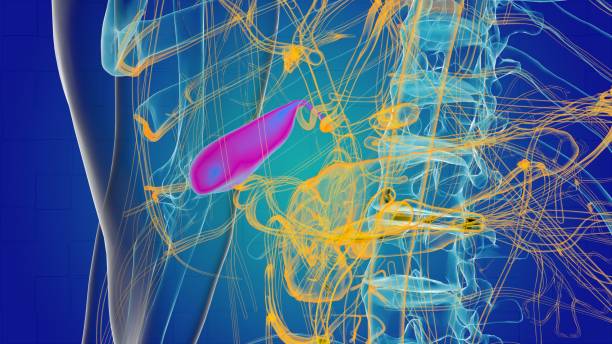 istock Human gall bladder for medical concept 3D illustration 1453806946