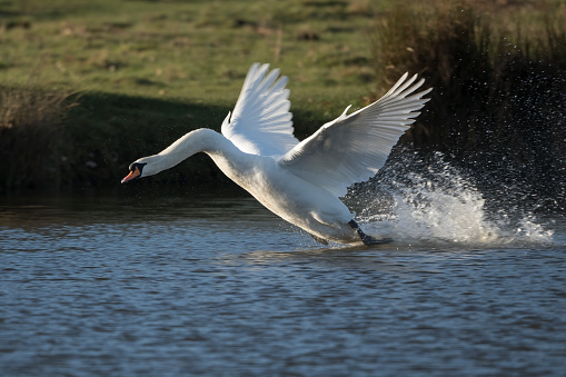 Mute swan making a spectacular splash landing