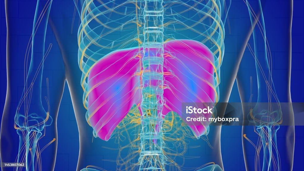 Human Diaphragm Anatomy For Medical Concept 3d Stock Photo Biology Diagrams