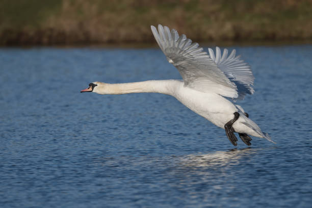 istock White Swan about to land 1453807137