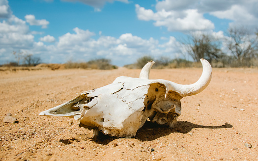 A closeup of an animal skull on a sand ground against a light cloudy sky