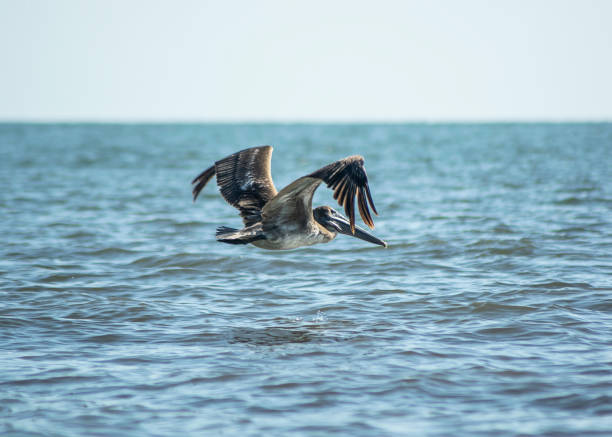 istock Pelican flying over a wavy sea on the coast 1453807506