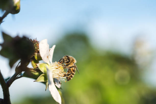 A closeup of a bee pollinating on white flowers on a blurred background