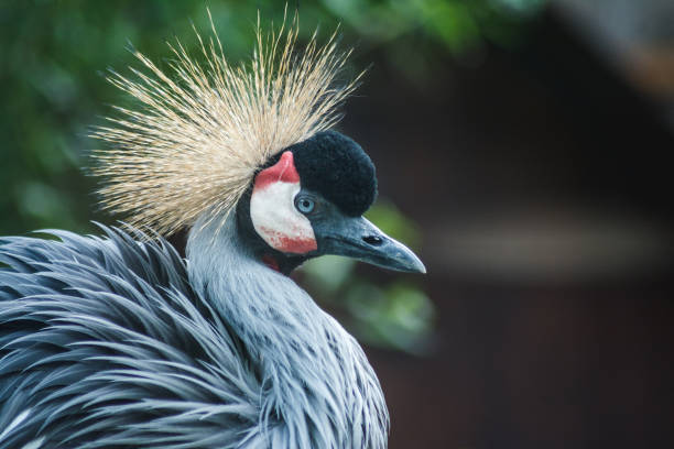 istock Closeup of a Grey crowned crane on a blurred background 1453808458