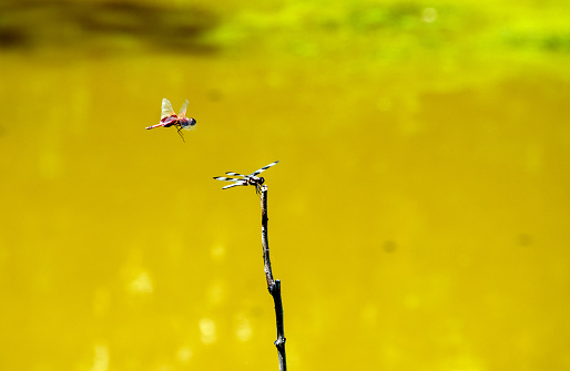 Bright green and yellow defocused pond background sets the backdrop for two different dragonflies in Missouri. One has just landed on a twg, the other flies overhead. Bokeh.