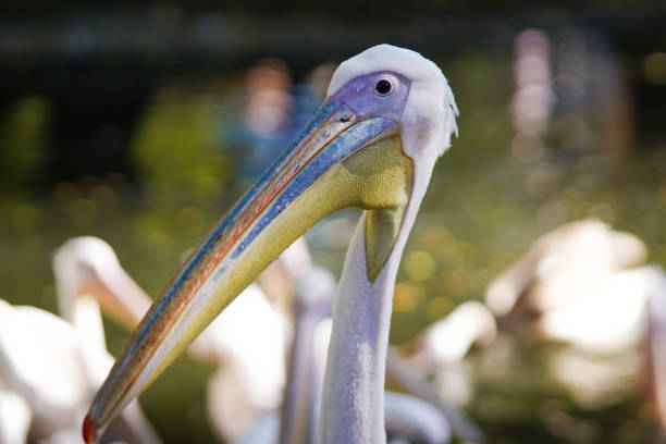 istock Close-up of a great white pelican 1453809125