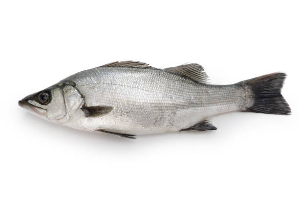 istock blackfin seabass isolated on white background 1453809196