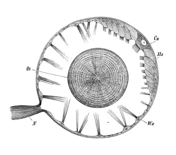 アンティーク生物学動物学画像:ヘテロポッド(翼気管)の聴覚膜 - auditory cortex点のイラスト素材／クリップアート素材／マンガ素材／アイコン素材