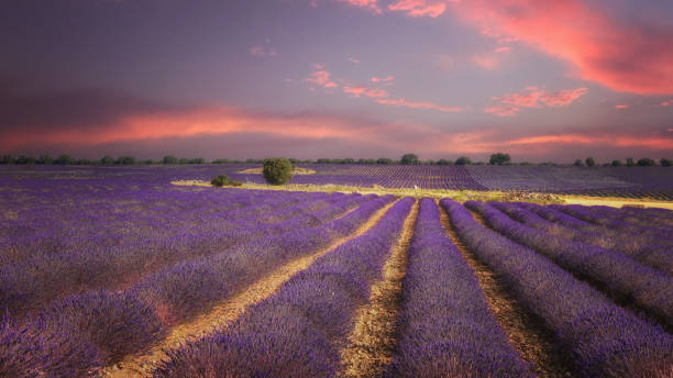 Lavender field landscape in summer near Brihuega, Spain stock photo