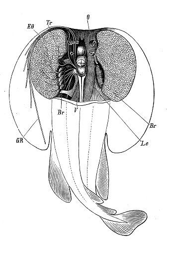Antique biology zoology image: electric ray