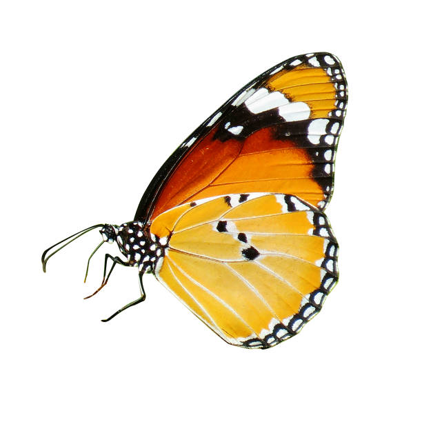 istock Plain Tiger butterfly on a white background, Danaus chrysippus, also known as the plain tiger. 1453812064
