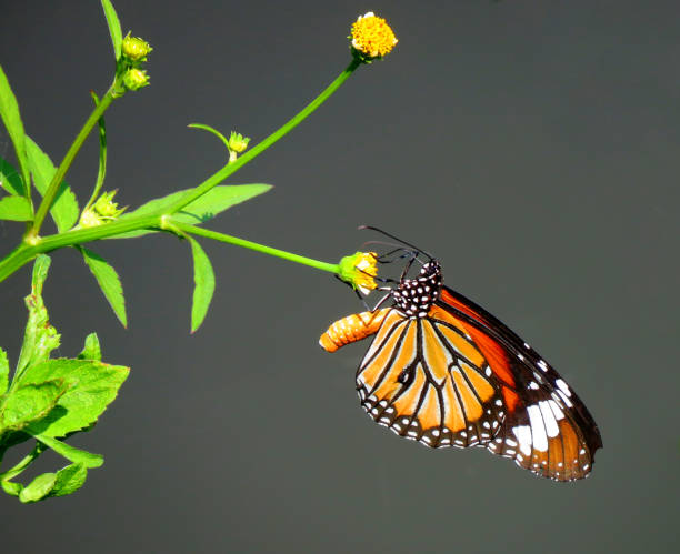 Danaus genutia, the common tiger butterfly. Danaus genutia is one of the common butterflies of India. It belongs to the crows and tigers. stock photo