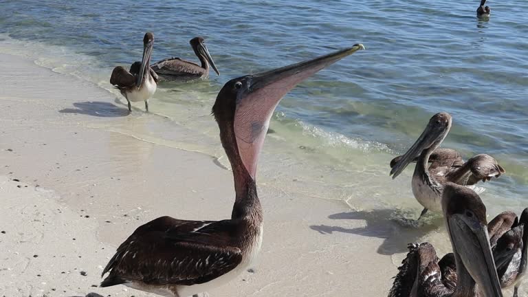 A pelican eats a fish by the beach