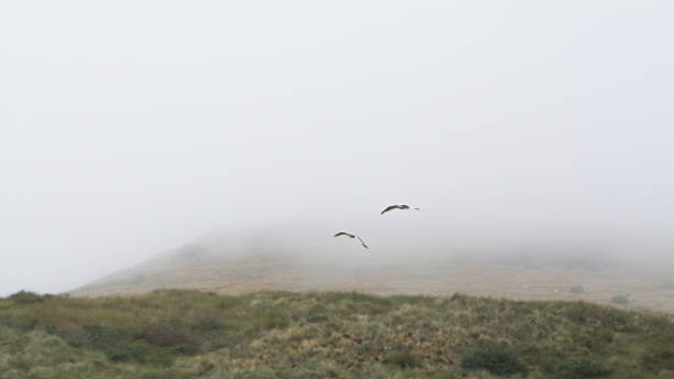 istock 2 seagulls flying in fog 1453813130