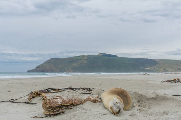 istock dead fur seal body washed on beach 1453813149