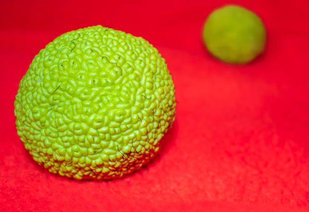 Adam's Apple on a Red Background. Osage Orange Fruit (Maclura Pomifera) on Bright Background, Source of Vitamins and Minerals Adam's Apple on a Red Background. Osage Orange Fruit (Maclura Pomifera) on Bright Background, Source of Vitamins and Minerals. maclura pomifera stock pictures, royalty-free photos & images