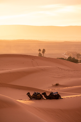 Backlit view of the Sahara dunes at sunset. The Sahara desert is one of the most visited by tourists from all over the world due to the beauty of its sunsets and sunrises.