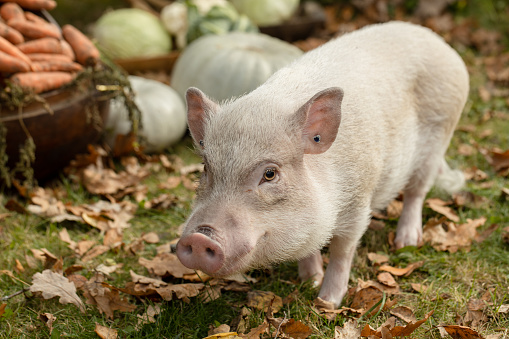a white mini pig sits in a wicker basket. Autumn photo. High quality photo