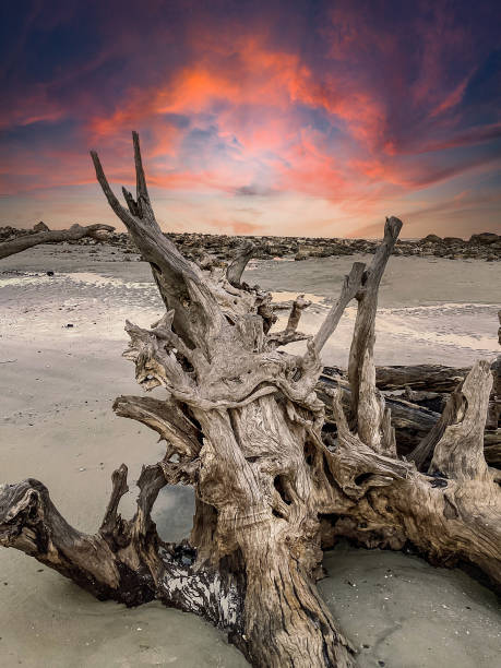 lever de soleil à driftwood beach, île jekyll - driftwood wood water sunrise photos et images de collection