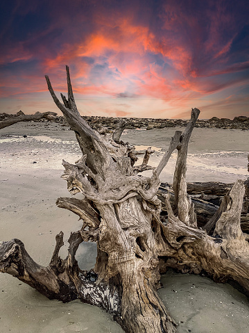 Driftwood tree skeletons dot the entire shot in this image shot on Driftwood Beach (Jekyll Island, Georgia).