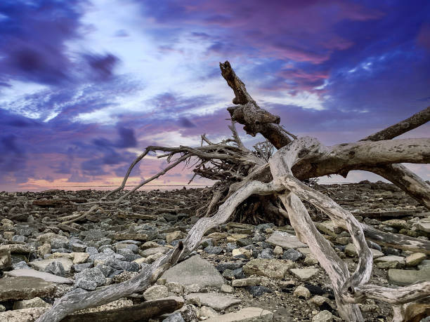 istock Sunrise at Driftwood Beach, Jekyll Island 1453815429