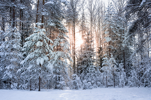 Sunbeams through the trees. Snowy forest in sunny day. Landscape, nature of Latvia