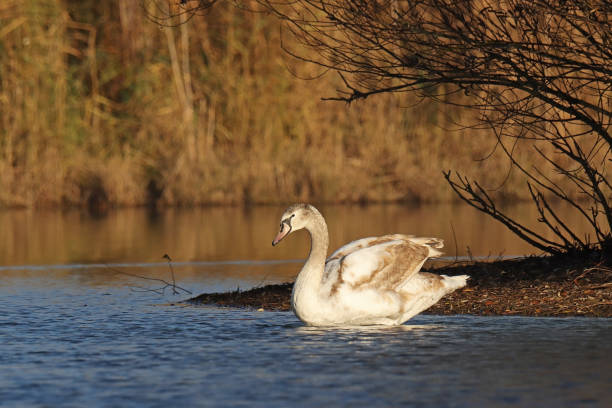 трубчатый лебедь - мутный лебедь (cygnus olor). - water surface standing water swan mute swan стоковые фото и изображения