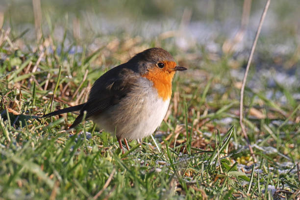 istock Rougegorge familier - European Robin (Erithacus rubecula). 1453816648