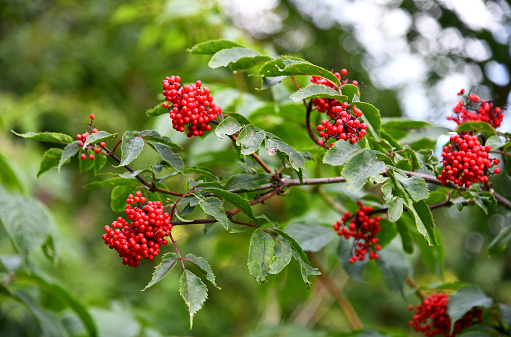 Rowan bunches on a branch.