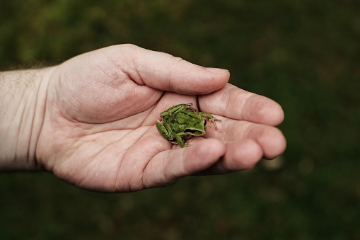 A closeup shot of a person holding a tiny  green frog