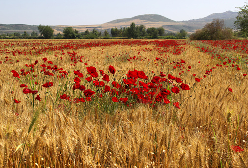 Red Poppy Flowers in the Wheat Field in Kozan near Adana City