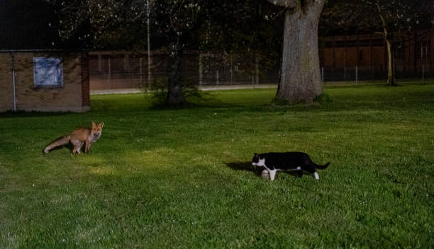 istock Fox. The fox and the cat are sitting in the meadow. 1453818906