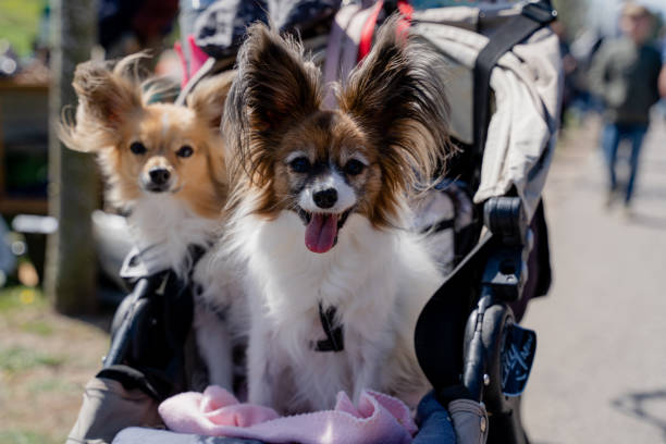 istock Two twin dogs are sitting in a pram. 1453818966