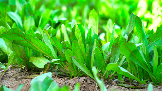 Rows of green spinach on a field. High quality photo