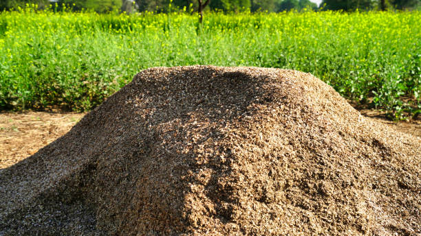 istock straw, dry straw, hay straw yellow background, hay straw texture 1453820121