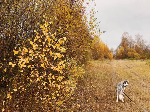 istock Siberian husky on a walk in autumn. 1453820534
