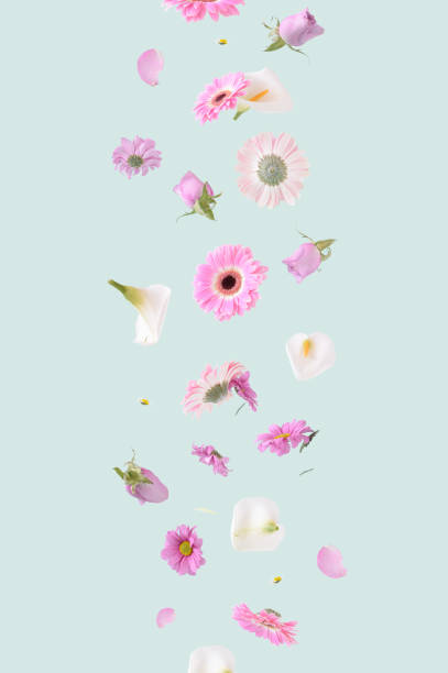 flores primavera verano - alcatraces de colores fotografías e imágenes de stock