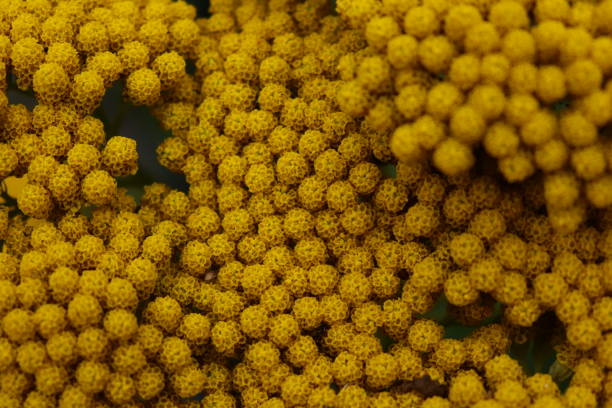 Closeup shot of the yellow yarrow flowers A closeup shot of the yellow yarrow flowers fernleaf yarrow in garden stock pictures, royalty-free photos & images