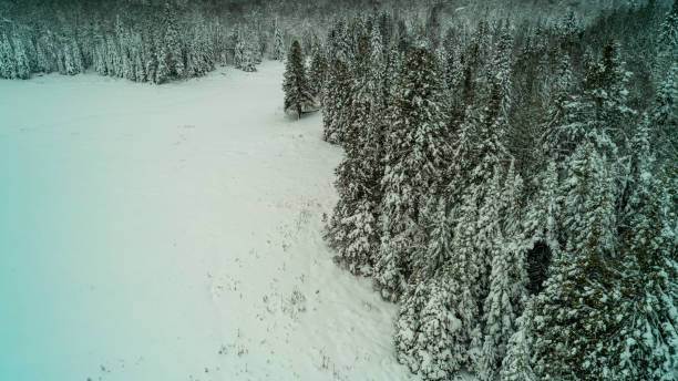 istock Drone shot of a forest & pond in the winter 1453822011