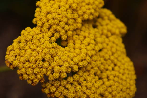 Closeup shot of the yellow yarrow flowers on a blurry background A closeup shot of the yellow yarrow flowers on a blurry background fernleaf yarrow in garden stock pictures, royalty-free photos & images