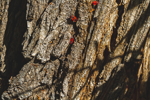 Red bug. Accumulation of soldier bugs. Red beetles in sun. Flock of insects in bright sunlight on bark of tree.