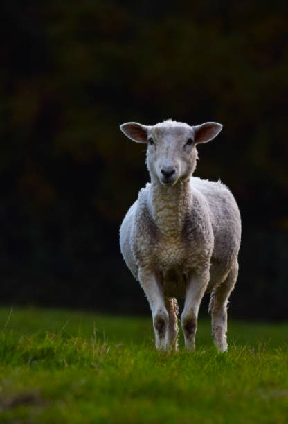 istock Selective focus shot of a sheep on green pasture 1453824437