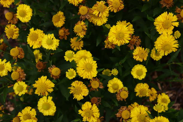 istock Closeup of Coleostephus myconis, known as the corn marigold. 1453824720
