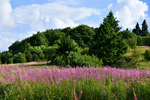 Blick von der geschützten hohen Rhön über viele blühende Weidenröschen im August