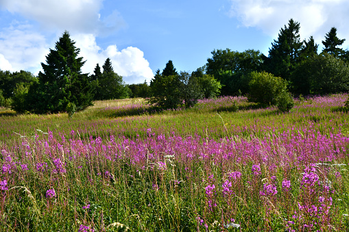 Blick von der geschützten hohen Rhön über viele blühende Weidenröschen im August