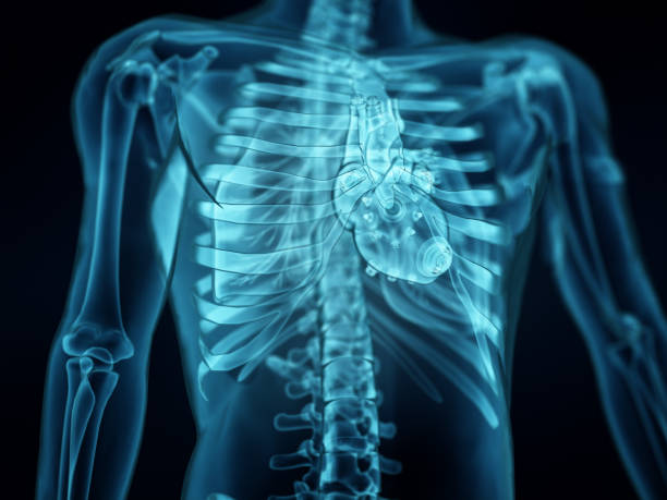 Xray image of anterior or front view of full human skeletal system or skeleton isolated on black background 3D rendering illustration. Medical, healthcare, anatomy, osteology, science concept.
