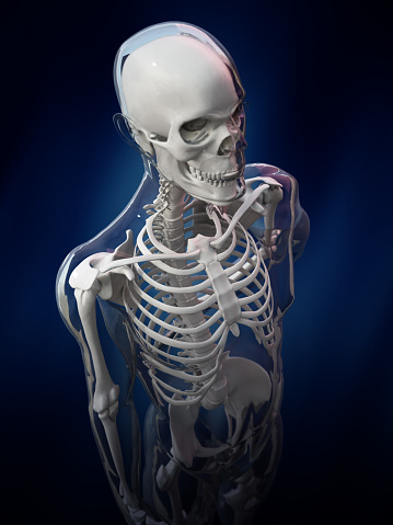 3d render of human body and skeleton