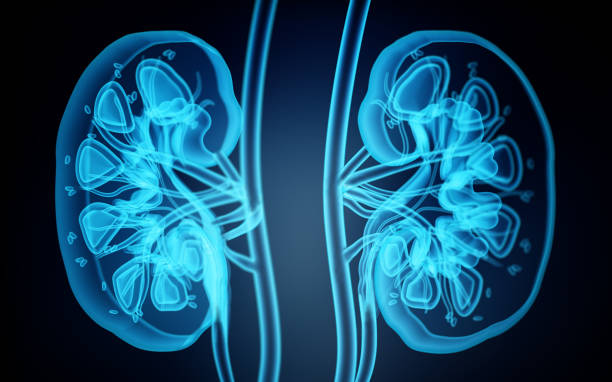 ヒト腎臓のx線画像。3dイラストレーション - ジン ストックフォトと画像