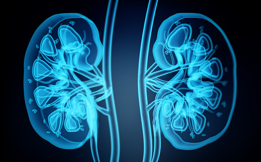 X-ray image of human kidneys. 3D illustration.